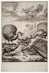 De gaai en de pauwen